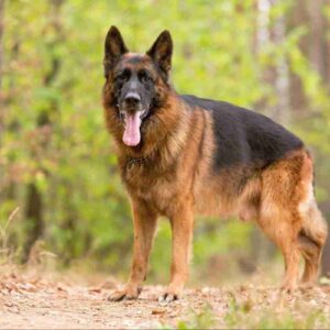 German Shepherd